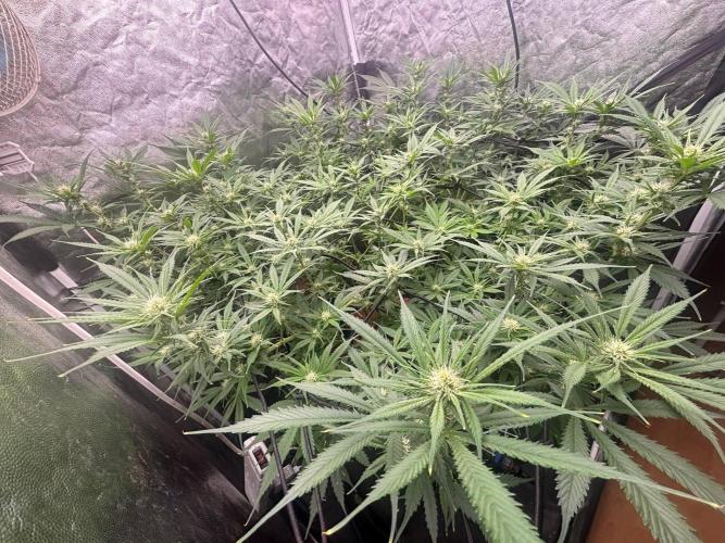 DWC GORILLA COOKIES (FF) By FAST BUDS.. Week 10