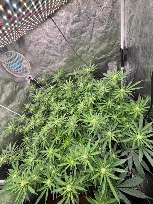DWC GORILLA COOKIES (FF) By FAST BUDS.. Week 10