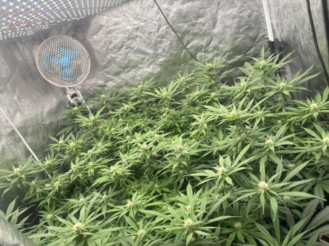 DWC GORILLA COOKIES (FF) By FAST BUDS.. Week 10