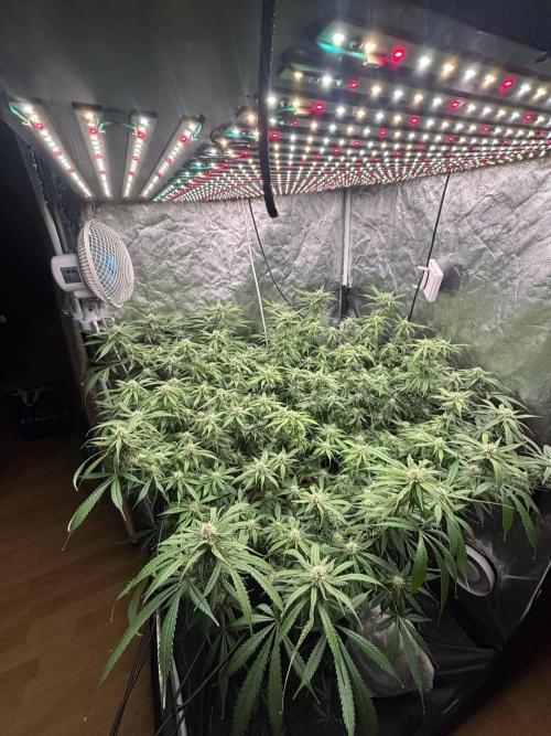 DWC GORILLA COOKIES (FF) By FAST BUDS.. Week 12
