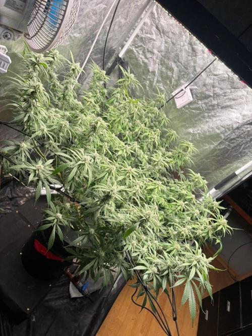 DWC GORILLA COOKIES (FF) By FAST BUDS.. Week 12