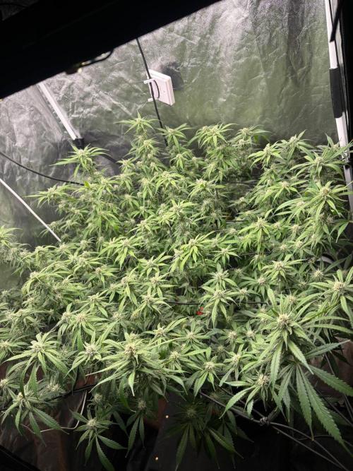 DWC GORILLA COOKIES (FF) By FAST BUDS.. Week 12
