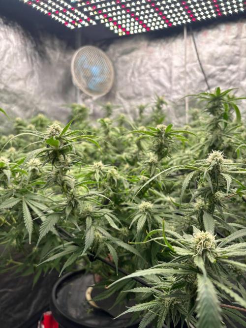 DWC GORILLA COOKIES (FF) By FAST BUDS.. Week 12