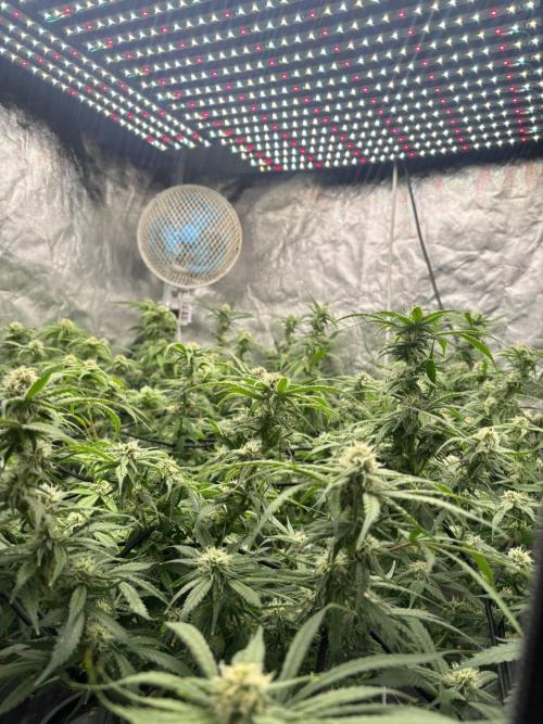 DWC GORILLA COOKIES (FF) By FAST BUDS.. Week 12