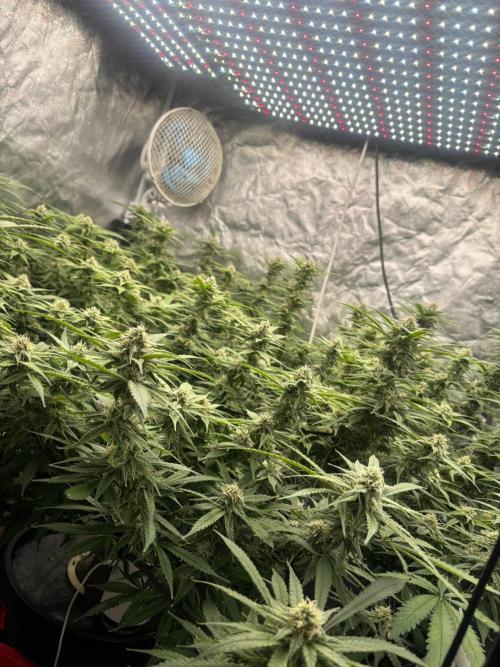 DWC GORILLA COOKIES (FF) By FAST BUDS.. Week 13