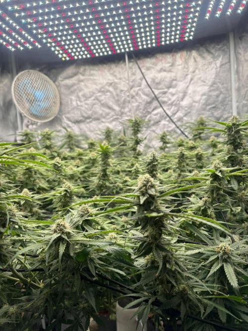 DWC GORILLA COOKIES (FF) By FAST BUDS.. Week 13