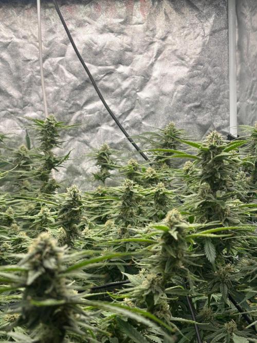 DWC GORILLA COOKIES (FF) By FAST BUDS.. Week 13