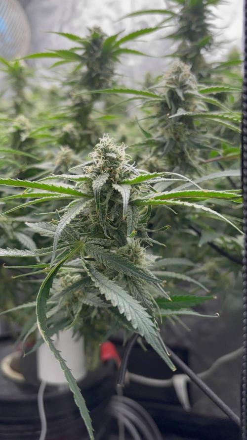 DWC GORILLA COOKIES (FF) By FAST BUDS.. Week 13