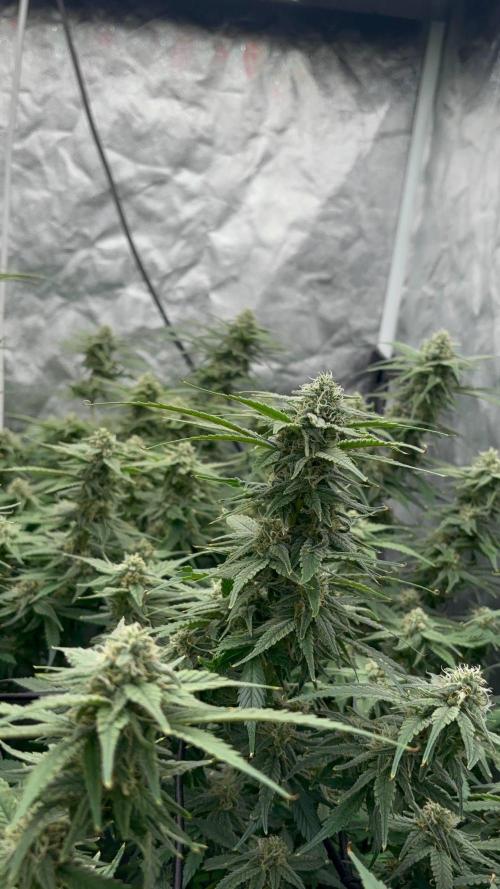 DWC GORILLA COOKIES (FF) By FAST BUDS.. Week 13