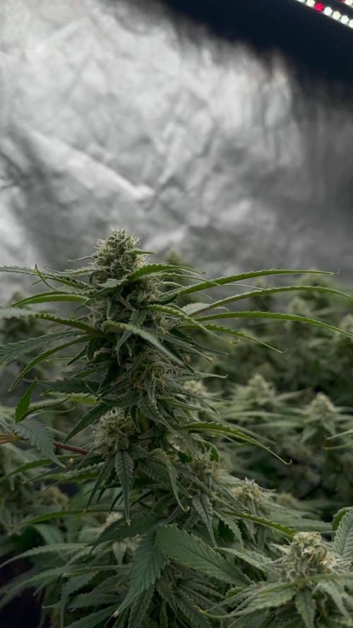 DWC GORILLA COOKIES (FF) By FAST BUDS.. Week 13