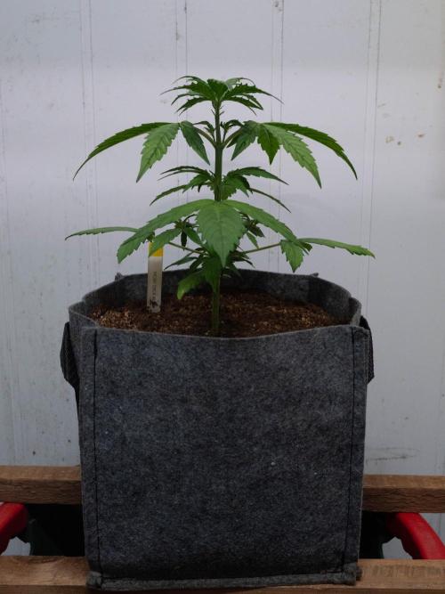 Cino's mixed auto garden. Week 3 - MD : 2025/11/22