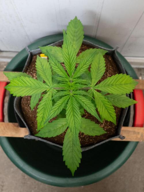 Cino's mixed auto garden. Week 3 - MD : 2025/11/22