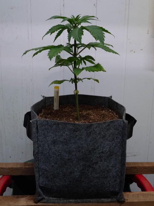 Cino's mixed auto garden. Week 3 - BPP : 2025/11/22