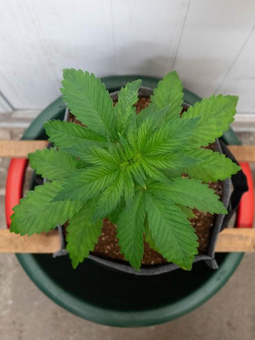 Cino's mixed auto garden. Week 3 - BPP : 2025/11/22