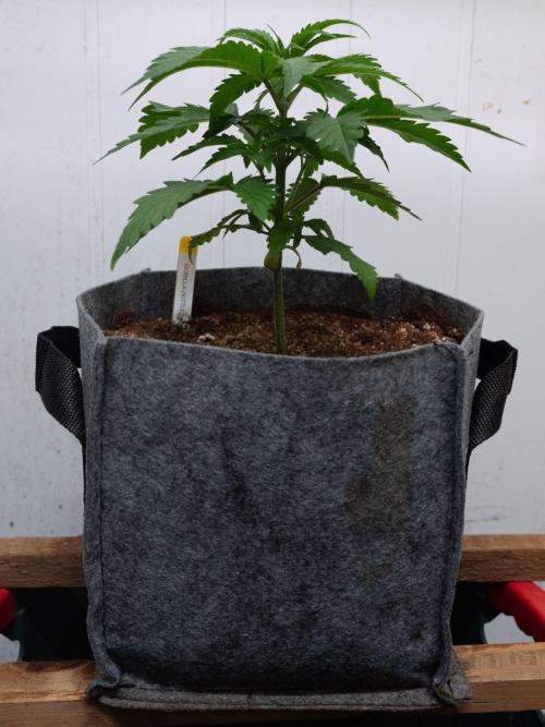 Cino's mixed auto garden. Week 3 - GZ : 2025/11/22