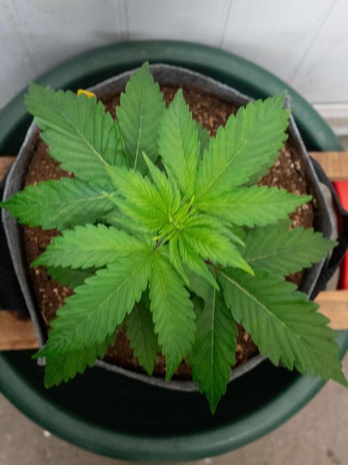 Cino's mixed auto garden. Week 3 - GZ : 2025/11/22