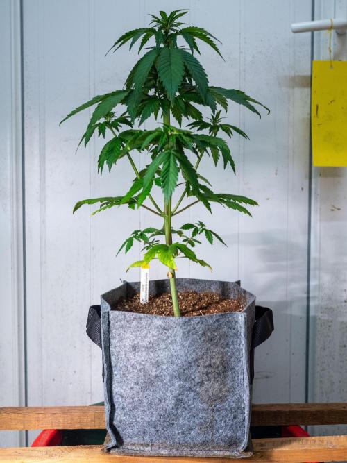 Cino's mixed auto garden. Week 4 - BPP : 2025/11/29