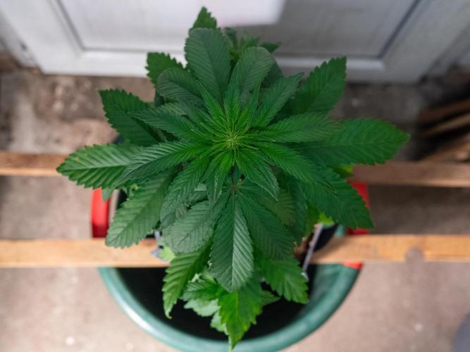 Cino's mixed auto garden. Week 4 - BPP : 2025/11/29