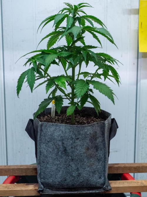 Cino's mixed auto garden. Week 4 - GZ : 2025/11/29