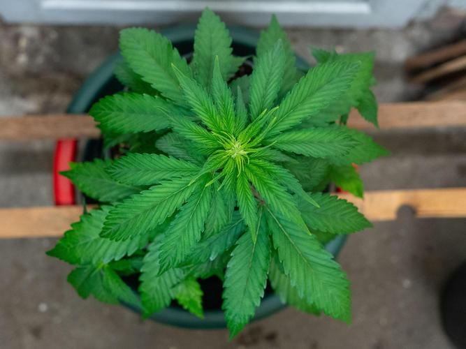 Cino's mixed auto garden. Week 4 - GZ : 2025/11/29