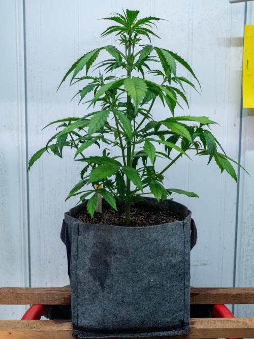 Cino's mixed auto garden. Week 4 - MD : 2025/11/29