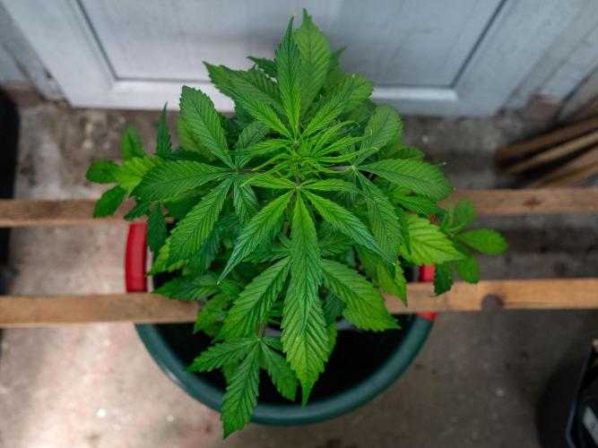 Cino's mixed auto garden. Week 4 - MD : 2025/11/29