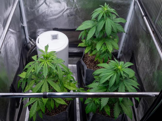 Cino's mixed auto garden. Week 4 - 2025/11/29