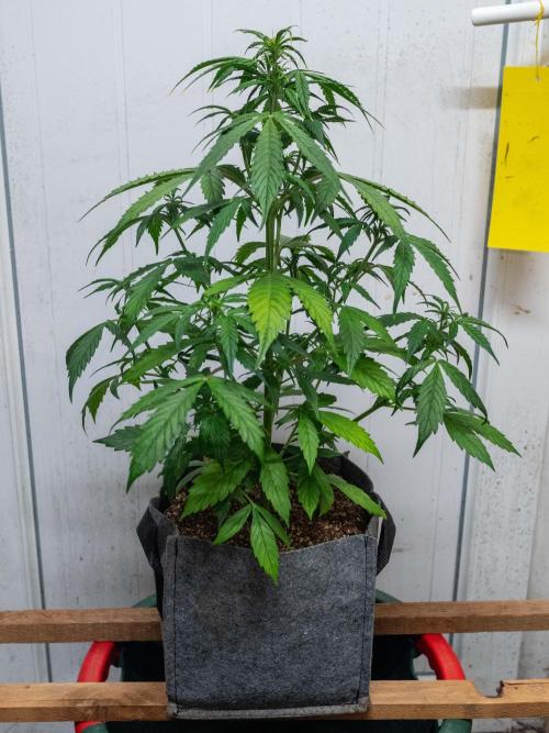 Cino's mixed auto garden. Week 5 - MD : 2025/12/03