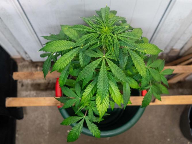 Cino's mixed auto garden. Week 5 - MD : 2025/12/03