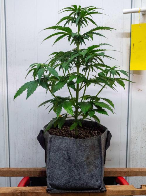 Cino's mixed auto garden. Week 5 - GZ : 2025/12/03