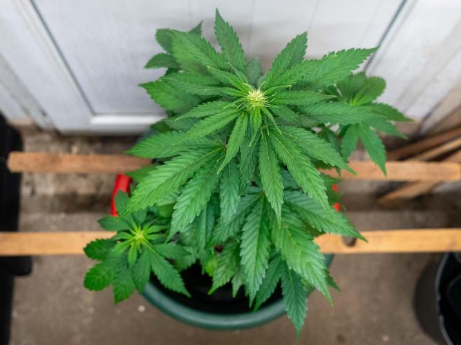 Cino's mixed auto garden. Week 5 - GZ : 2025/12/03