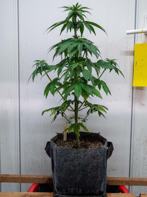 Cino's mixed auto garden. Week 5 - BPP : 2025/12/03