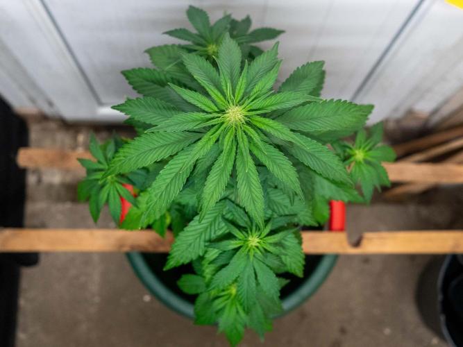 Cino's mixed auto garden. Week 5 - BPP : 2025/12/03