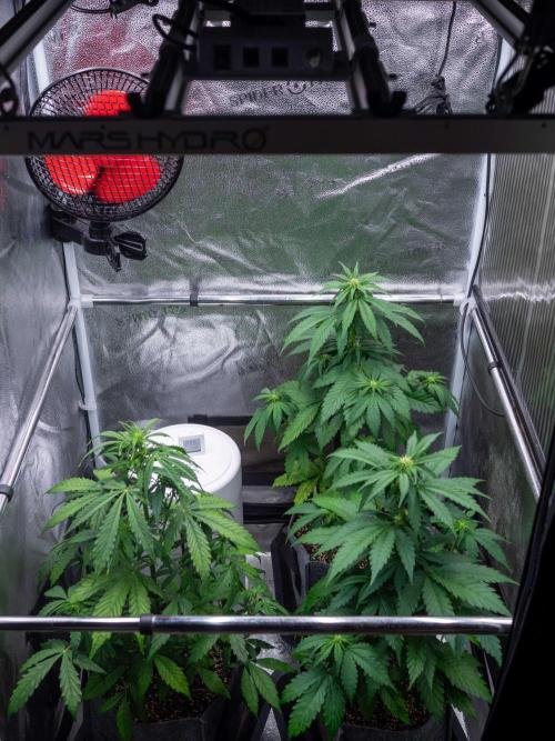 Cino's mixed auto garden. Week 5 - 2025/12/03