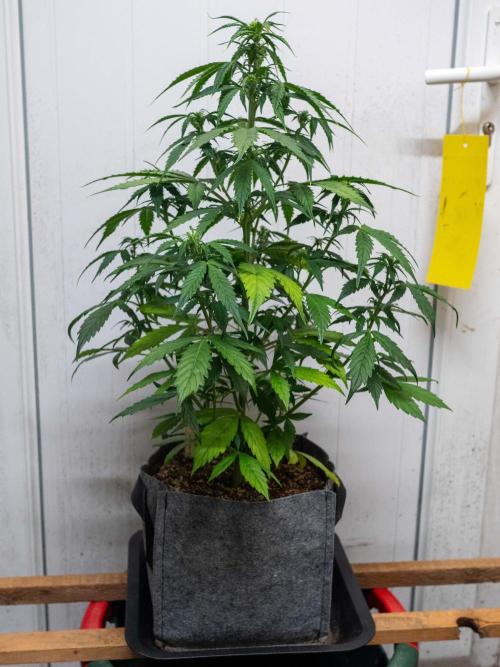 Cino's mixed auto garden. Week 5 - MD : 2025/12/06