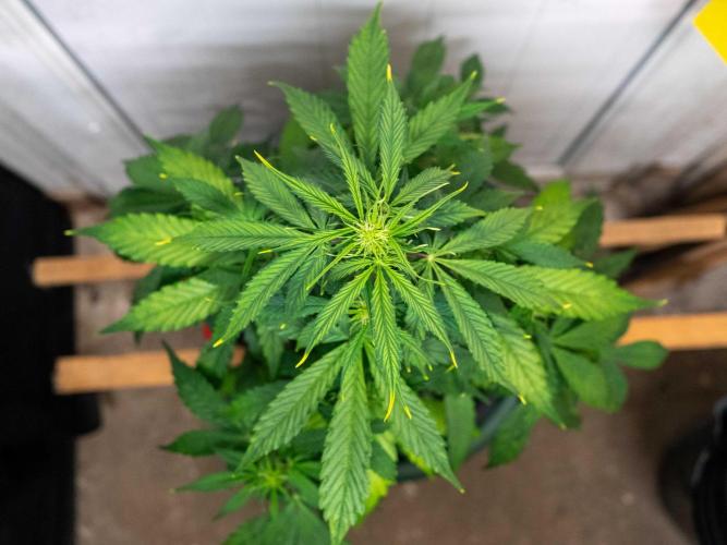 Cino's mixed auto garden. Week 5 - MD : 2025/12/06