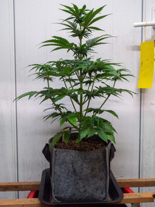 Cino's mixed auto garden. Week 5 - GZ : 2025/12/06