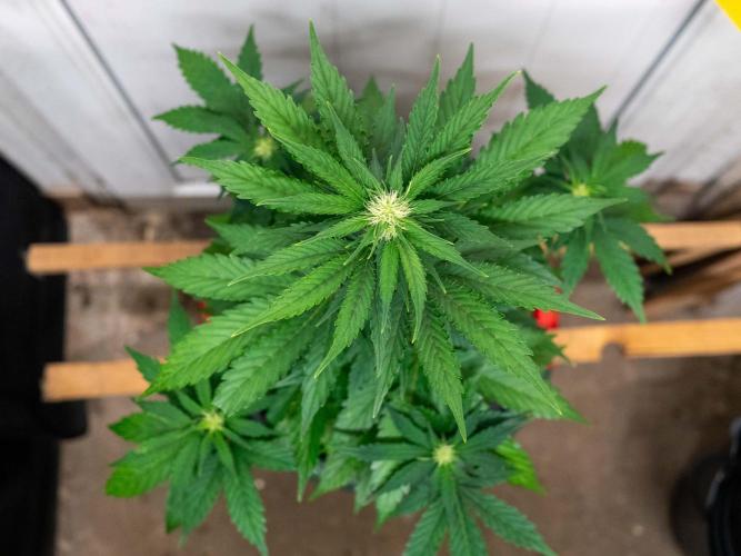 Cino's mixed auto garden. Week 5 - GZ : 2025/12/06