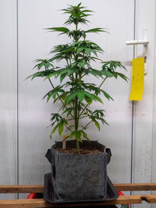 Cino's mixed auto garden. Week 5 - BPP : 2025/12/06