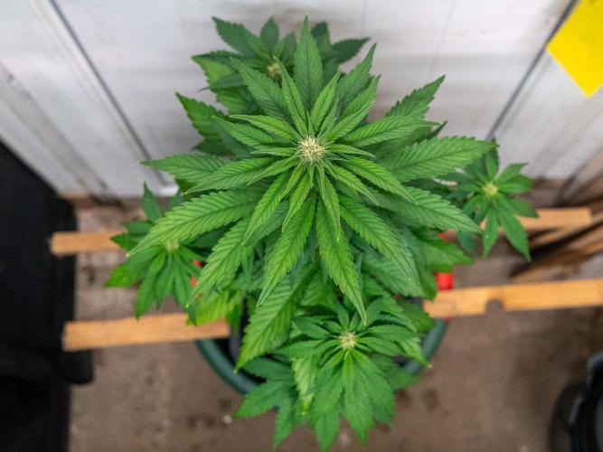 Cino's mixed auto garden. Week 5 - BPP : 2025/12/06