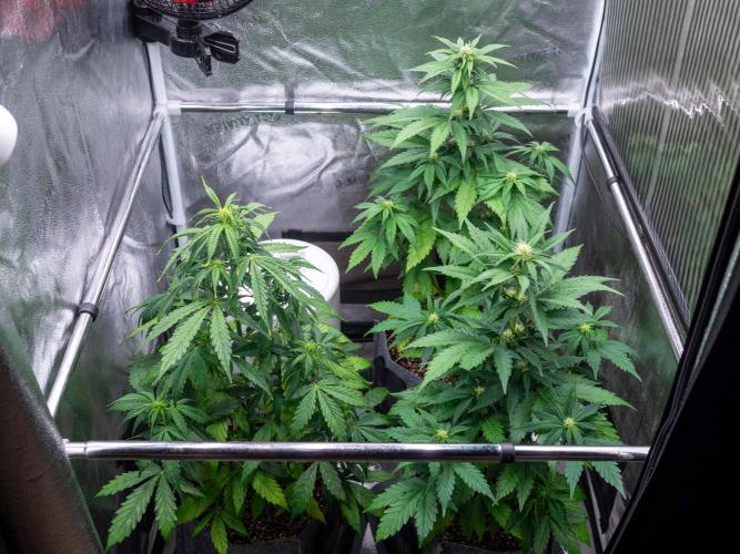 Cino's mixed auto garden. Week 5 - 2025/12/06