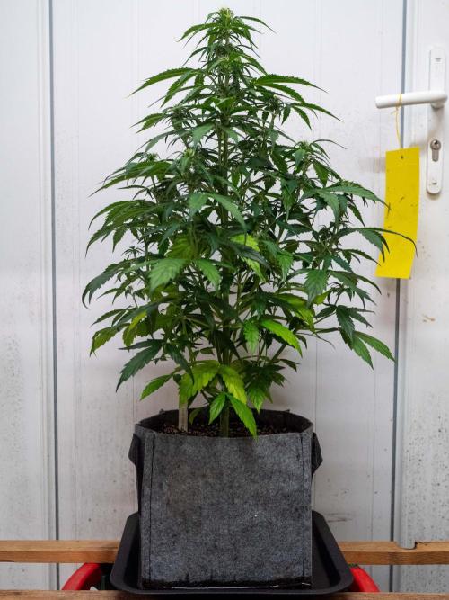 Cino's mixed auto garden. Week 6 - MD : 2025/12/06