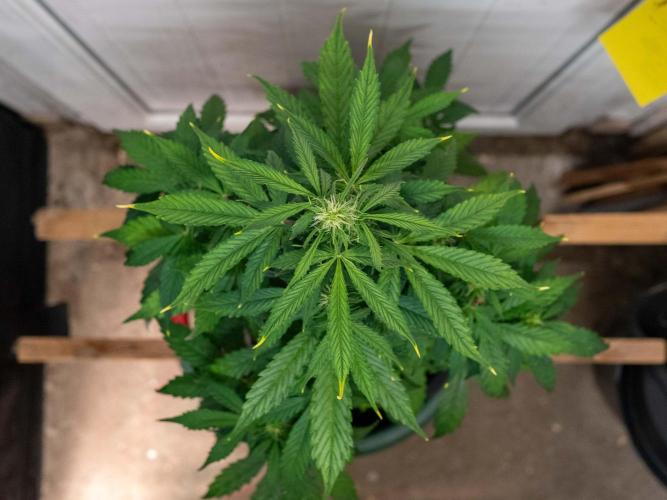 Cino's mixed auto garden. Week 6 - MD : 2025/12/06