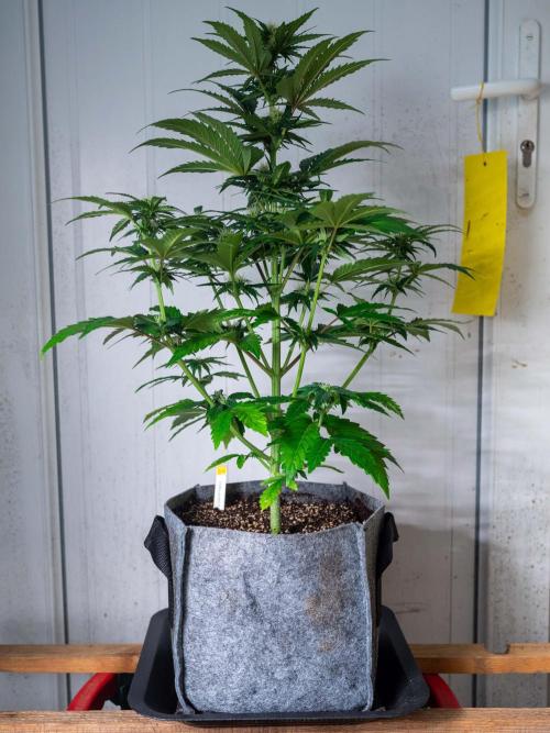 Cino's mixed auto garden. Week 6 - GZ : 2025/12/06