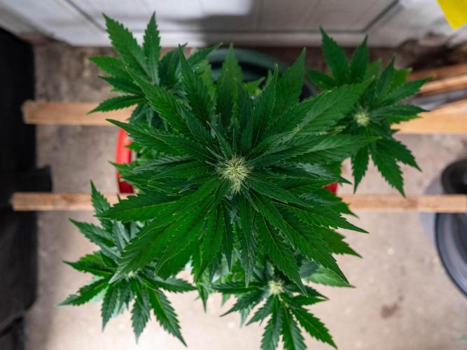 Cino's mixed auto garden. Week 6 - GZ : 2025/12/06