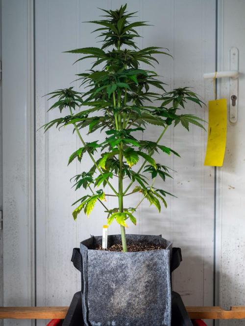 Cino's mixed auto garden. Week 6 - BPP : 2025/12/06