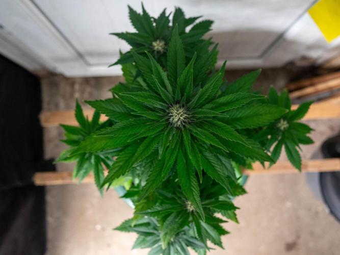 Cino's mixed auto garden. Week 6 - BPP : 2025/12/06