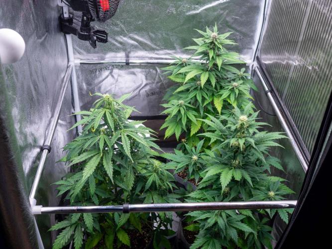 Cino's mixed auto garden. Week 6 - 2025/12/06