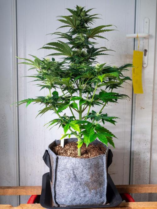 Cino's mixed auto garden. Week 7 - GZ : 2025/12/14
