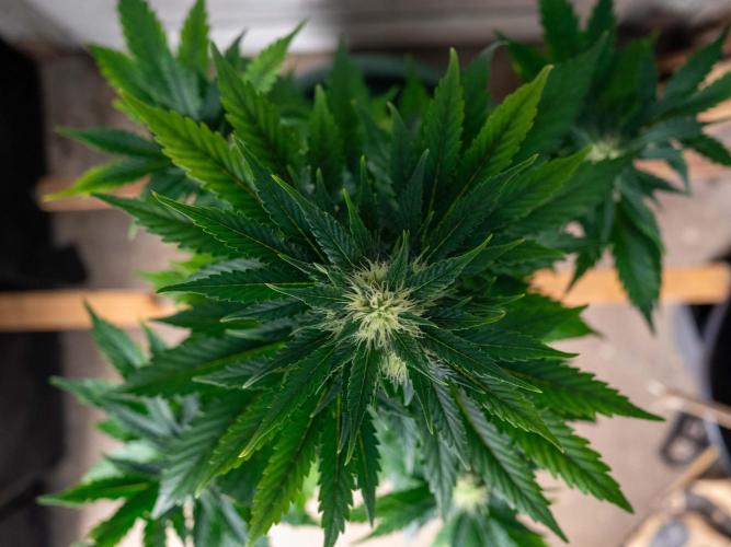 Cino's mixed auto garden. Week 7 - GZ : 2025/12/14